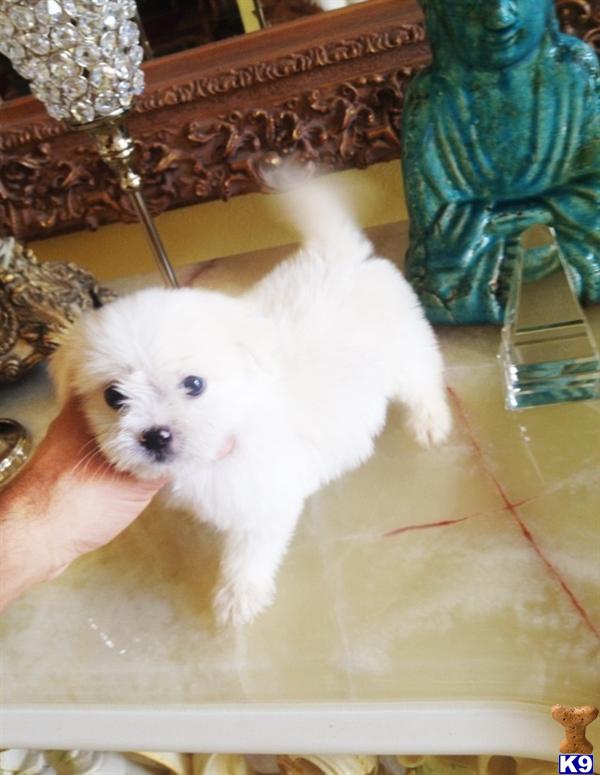 Puppies in CA